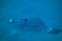 Tilefish