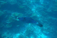 Tilefish