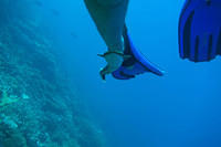Remora swimming with me