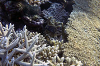 White spotted boxfish