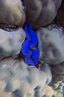 Giant clam