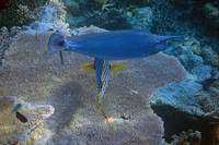 Unicornfish and Oriental Sweetlips