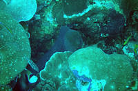 Moray eel