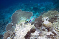 Sixbar wrasse