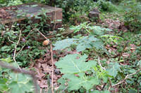 Thorny leaves.