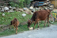 Cardboard-eating cow.