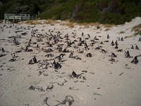 Sunbathers