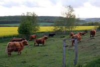 Hairy cows.