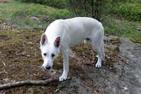 Tibor, daring me to try and take his stick.