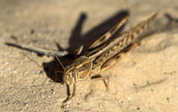 Grasshopper