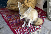 Desert Fox