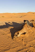 Lazy camel