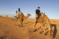 Camels