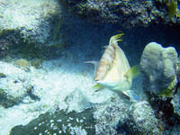 Hogfish