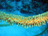 Coral polyps