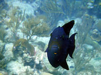 Triggerfish