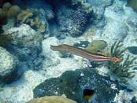 Trumpetfish