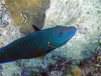 Parrotfish