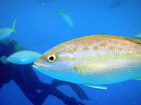 Curious yellowtail