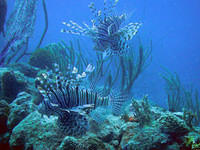 Lionfish