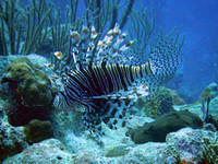 Lionfish up close