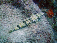 Lizardfish