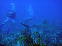 Photographing the shark