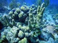 Coral and blue chromis