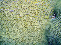 Brain coral