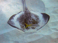 Southern stingray