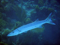 Barracuda