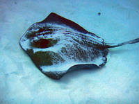 Southern stingray