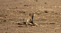 Side-striped jackal