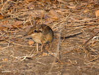 Elephant shrew