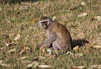 Vervet monkey