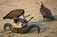 Vultures