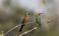 More bee eaters