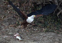 Fish eagle and tiger fish