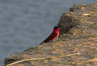 Carmine bee eater