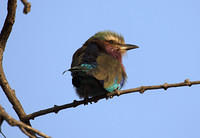 Another lilac breasted roller