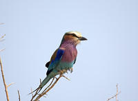 Lilac breasted roller