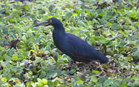 Slaty Heron?