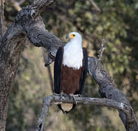 Fish eagle