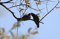 Parrots feeding one another