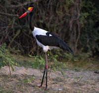 Saddle bill stork