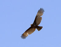 Eagle in flight