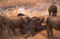 Elephant pile!