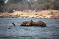 Crossing the Zambezi