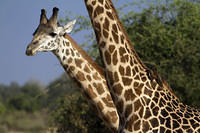 red-billed oxpecker