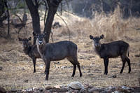 Waterbuck